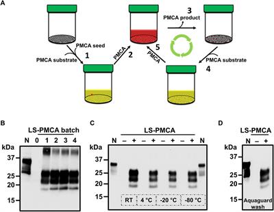 Development of a methodology for large-scale production of prions for biological and structural studies